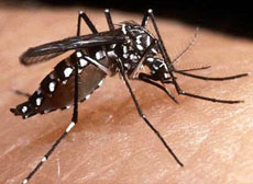 Bahia está entre os 10 estados com risco de epidemia de dengue